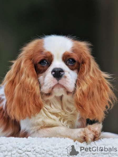 Cavalier King Charles Spaniel Puppy