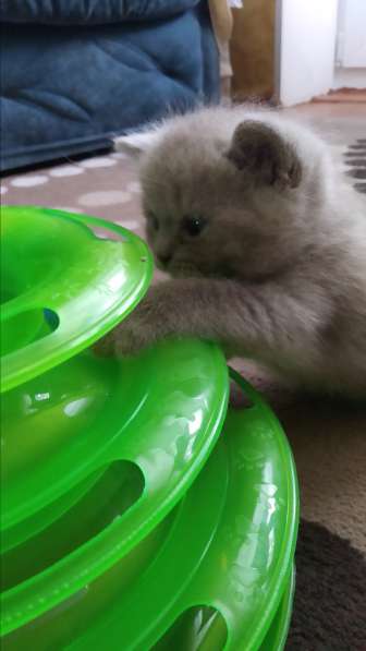 Шотландские котята в фото 8