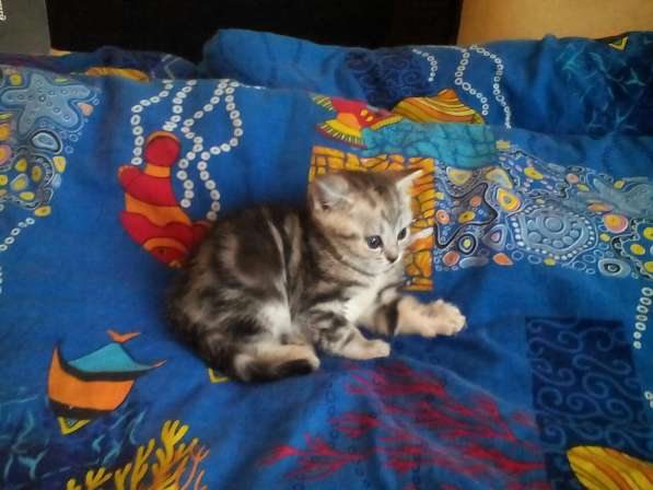 Кот на вязку 1500 -можно котёнком котята от 2000 в Костроме фото 4