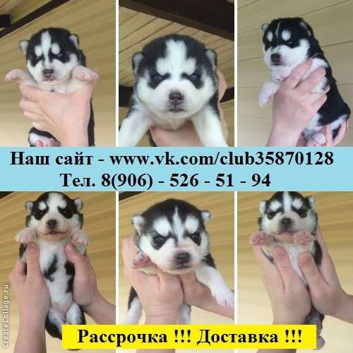 Щеночки хаски