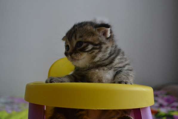 Шотландская вислоухая кошечка в фото 12