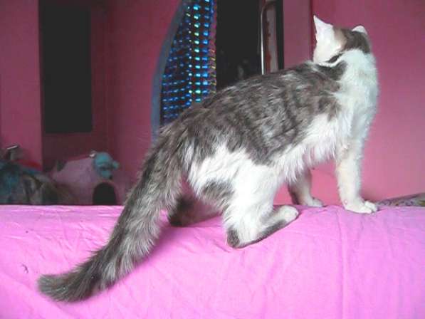 Анатолийский котенок - девочка 6 мес. Лоток знает в фото 4