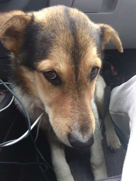 Собака, щенок в дар, в добрые руки в фото 15