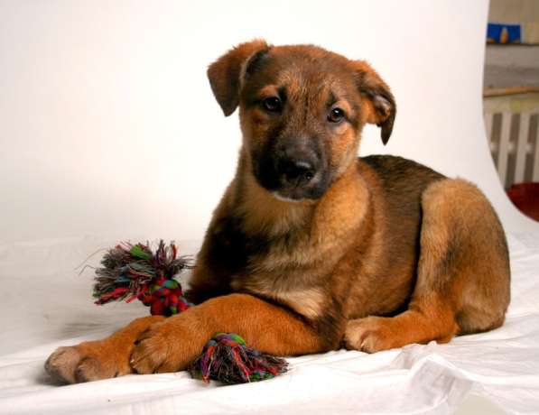 Щенки метисы лабрадора ищут дом в Москве фото 8