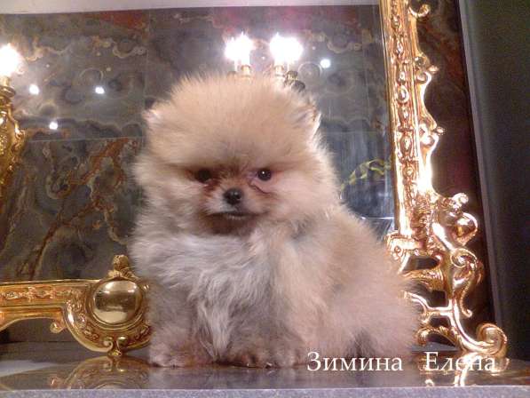 Мальчик помиранского шпица в Москве фото 3