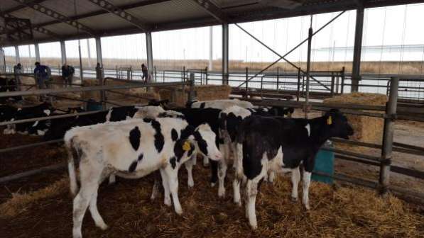 Молочно-животноводческая ферма на 2000 коров с молодняком на базе фермерского хозяйства в Пятигорске фото 3