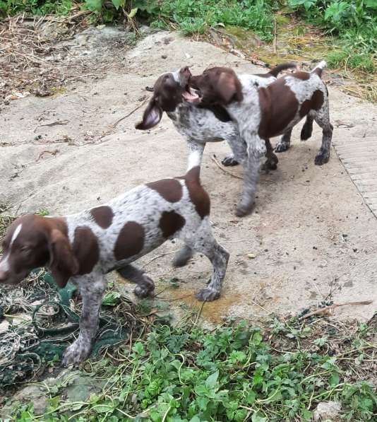 Чистокровный Курцхаар в Москве фото 3