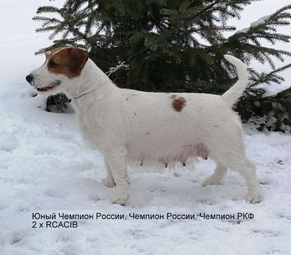 Джек рассел щенки в Санкт-Петербурге фото 3