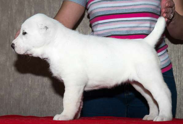 Девочка алабай от Грандчемпионов в Новосибирске фото 15