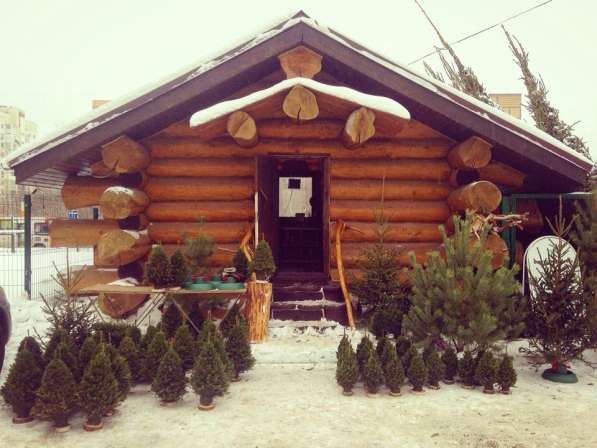 Ёлка живая Новогодняя в Нижнем Новгороде фото 7