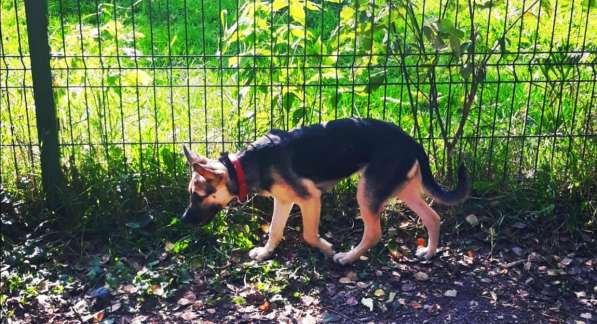 Щенок метис овчарки