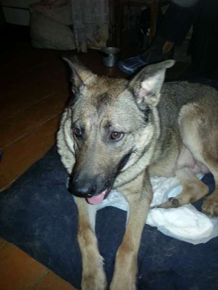 В добрые руки в Саратове фото 3