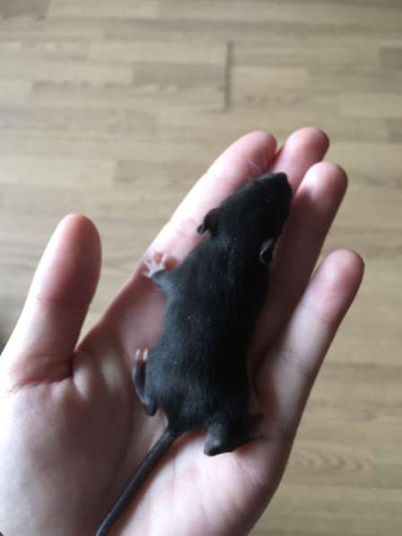 Крысята Дамбо в Химках фото 4