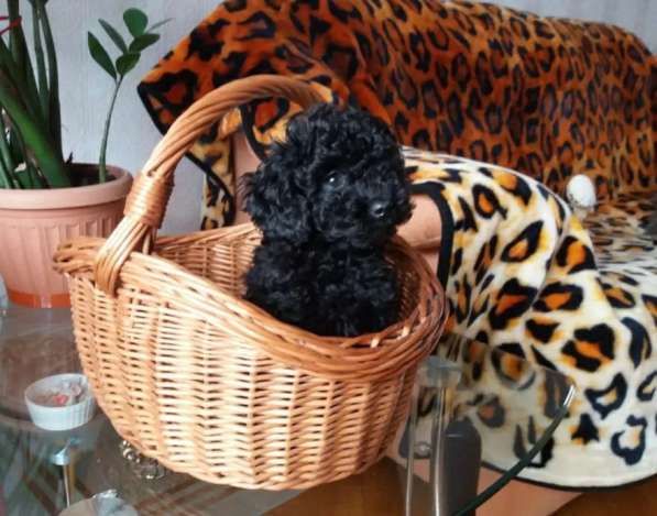 Той пудель в фото 5