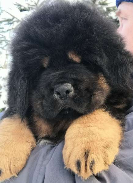 Щенки Тибетского мастифа. 100 Китай в Дмитрове фото 11