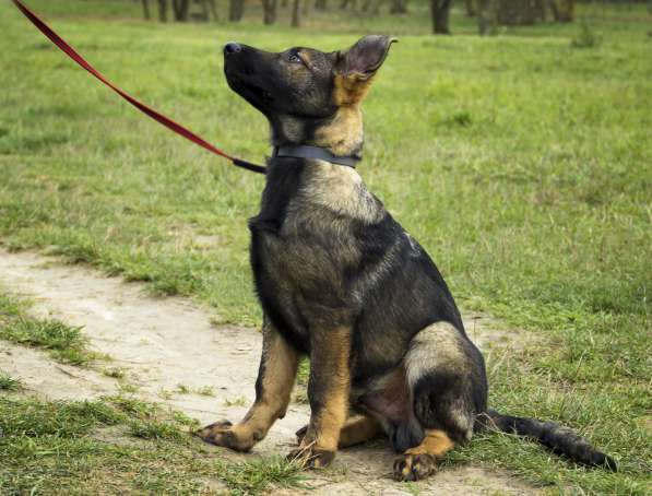 Щенки немецкой овчарки в фото 3