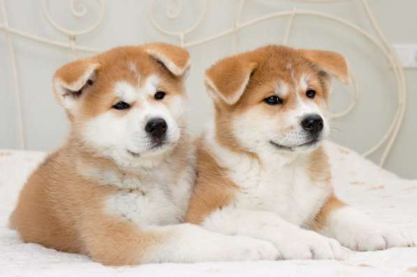 Щенки акита ину в фото 11