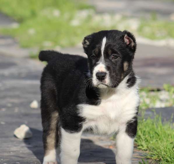 Высокопородные щенки САО (Алабай) в Краснодаре фото 7