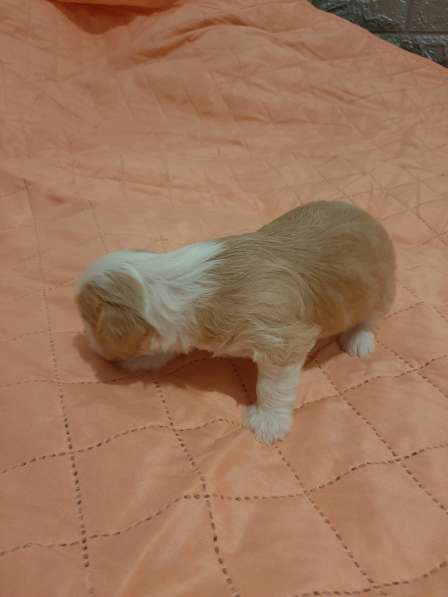 Продам щенков в фото 16