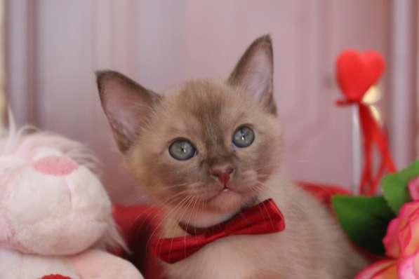 Бурманские котята в Санкт-Петербурге фото 5