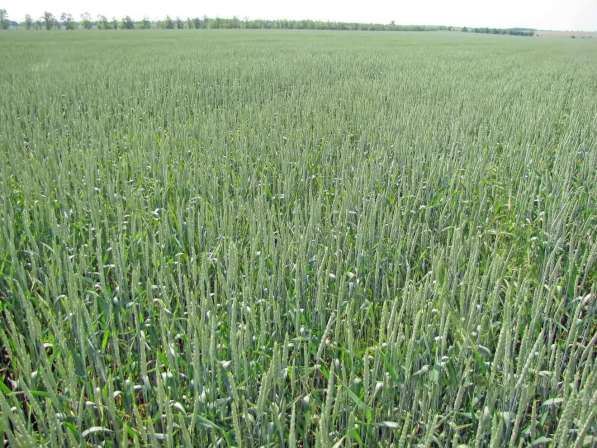 Продаем большим оптом 50000 тысяч тон пшеницу 2019-2025 года в Волгограде фото 5
