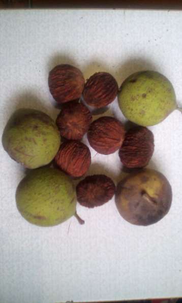 Продаем семена (орехи) Чёрного ореха для посадки(выращивания в Краснодаре фото 3