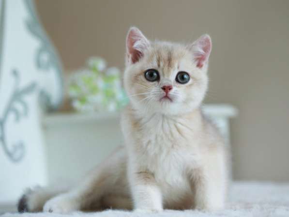 Британский котенок. Голубая золотистая шиншилла в Москве