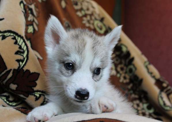 Девочки хаски в Москве фото 8