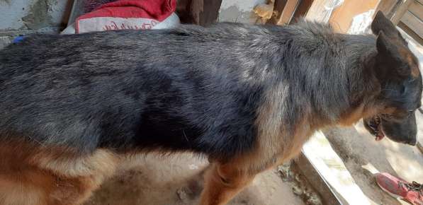 Стрижка, триммер собак и кошек в Москве фото 6