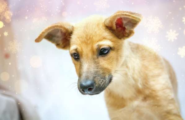 Щенки в добрые руки на Новый год! в Москве фото 5