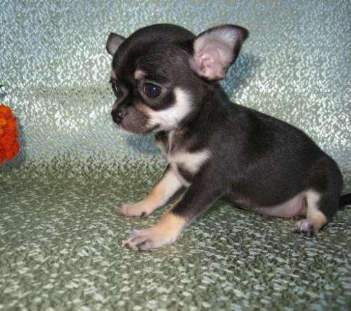 Чихуахуа - очень нежная девочка. в Москве фото 3