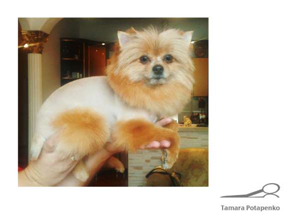 Стрижка собак и кошек в Химках фото 5