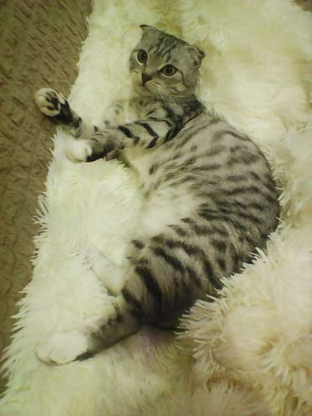 Без кота и жизнь не та! в Липецке фото 20