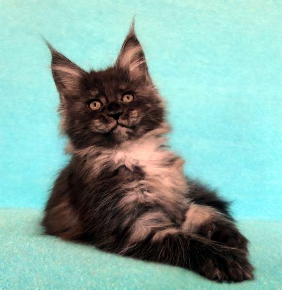 Апельсинки к Новому Году в Рязани фото 115