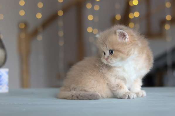 Британский длинношерстный котенок драгоценного окраса в Москве фото 6