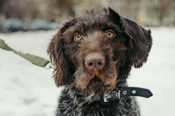 Красотка собака породы Дратхаар в Санкт-Петербурге фото 9