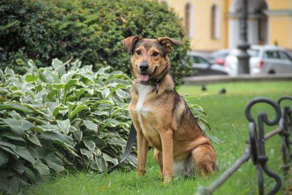 Очаровательная собачка компактного размера в Санкт-Петербурге фото 37