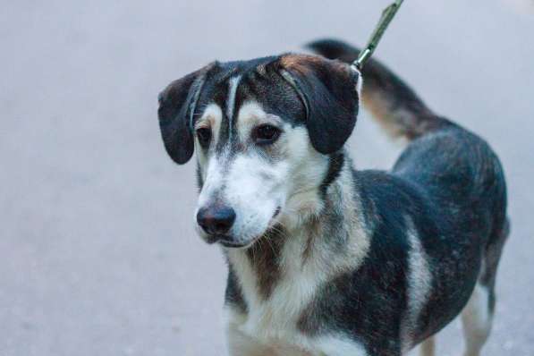 Собаке очень нужен дом в Нижнем Новгороде фото 14