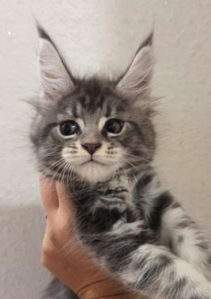 Крупный котенок Мейн кун в Москве фото 10