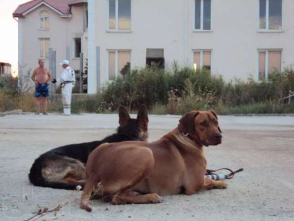 Индивидуальная дрессировка собак в Феодосии фото 3