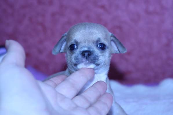 Щенки чихуахуа в Москве фото 8