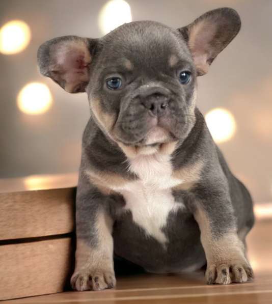 French bulldog в фото 3