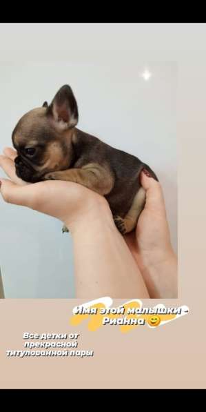 Щенки французский бульдог в Владимире фото 18