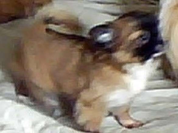 Продам щенка пекинеса в 