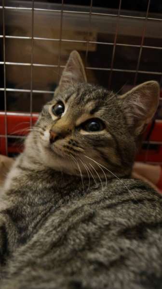 Жак ищет кров в Москве фото 11