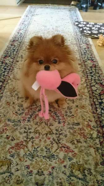 Мини-мишка девочка померанского шпица. Крошечная в фото 3