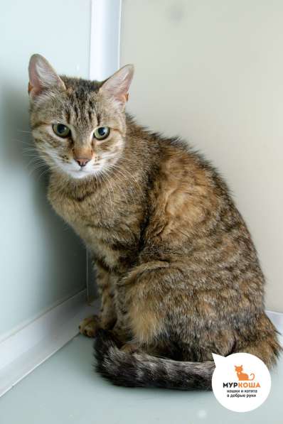 Кошка Индира в Москве фото 3