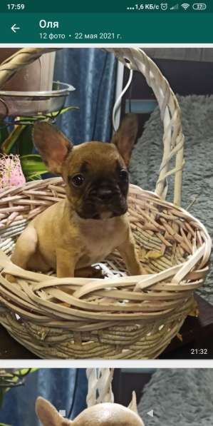 Голубые щенки французского бульдога в Калининграде фото 3