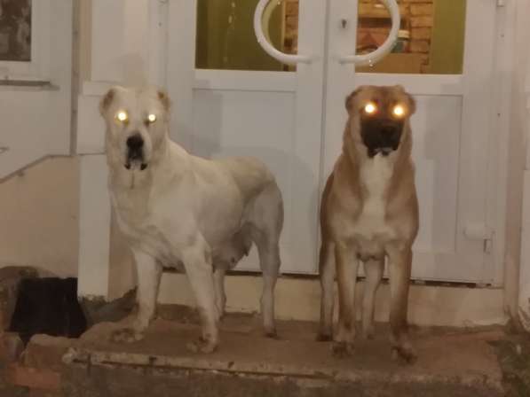 Щенки Среднеазиатской овчарки в Москве фото 27