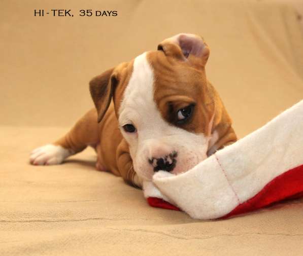 Щенки амстаффа в Санкт-Петербурге фото 17